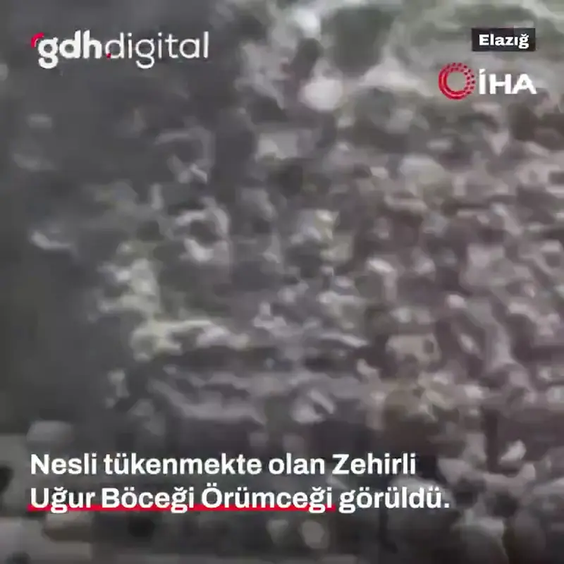 An endangered poisonous spider species, "Esus Cinnaberinus" (Poisonous Ladybug Spider), was seen in Elazığ.