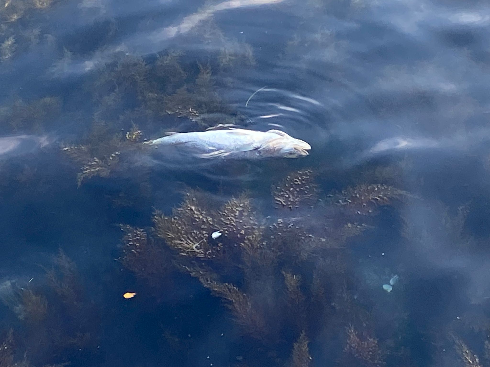 Morts de poissons dans le Bosphore